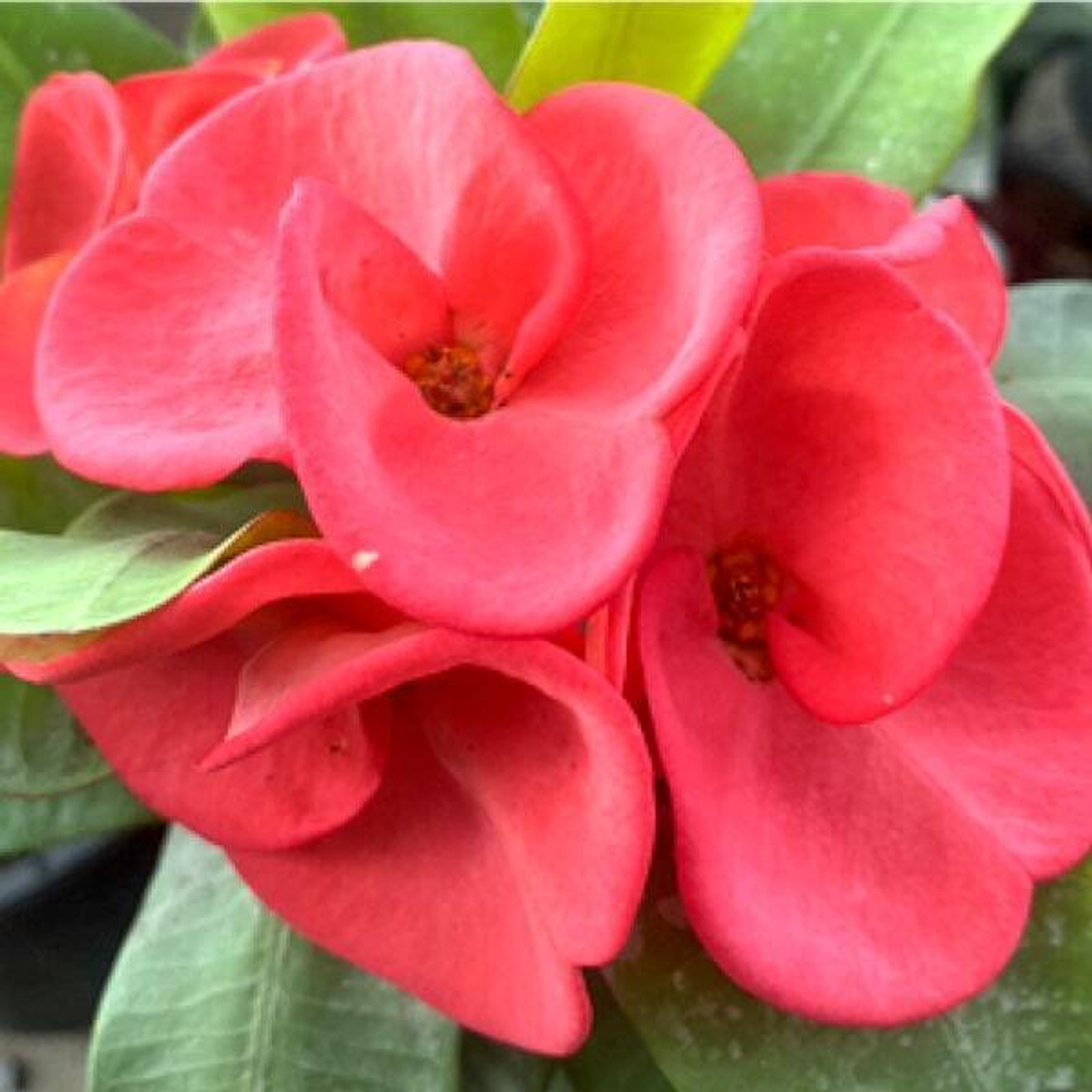 Эуфорбия Миля PAN THEP