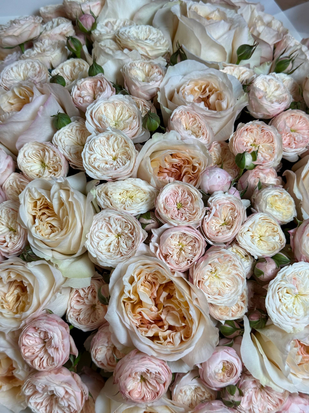 Пышный букет роз кустовые и одноголовые