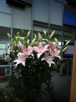 Лилия Пигаль (ЛА – гибрид)