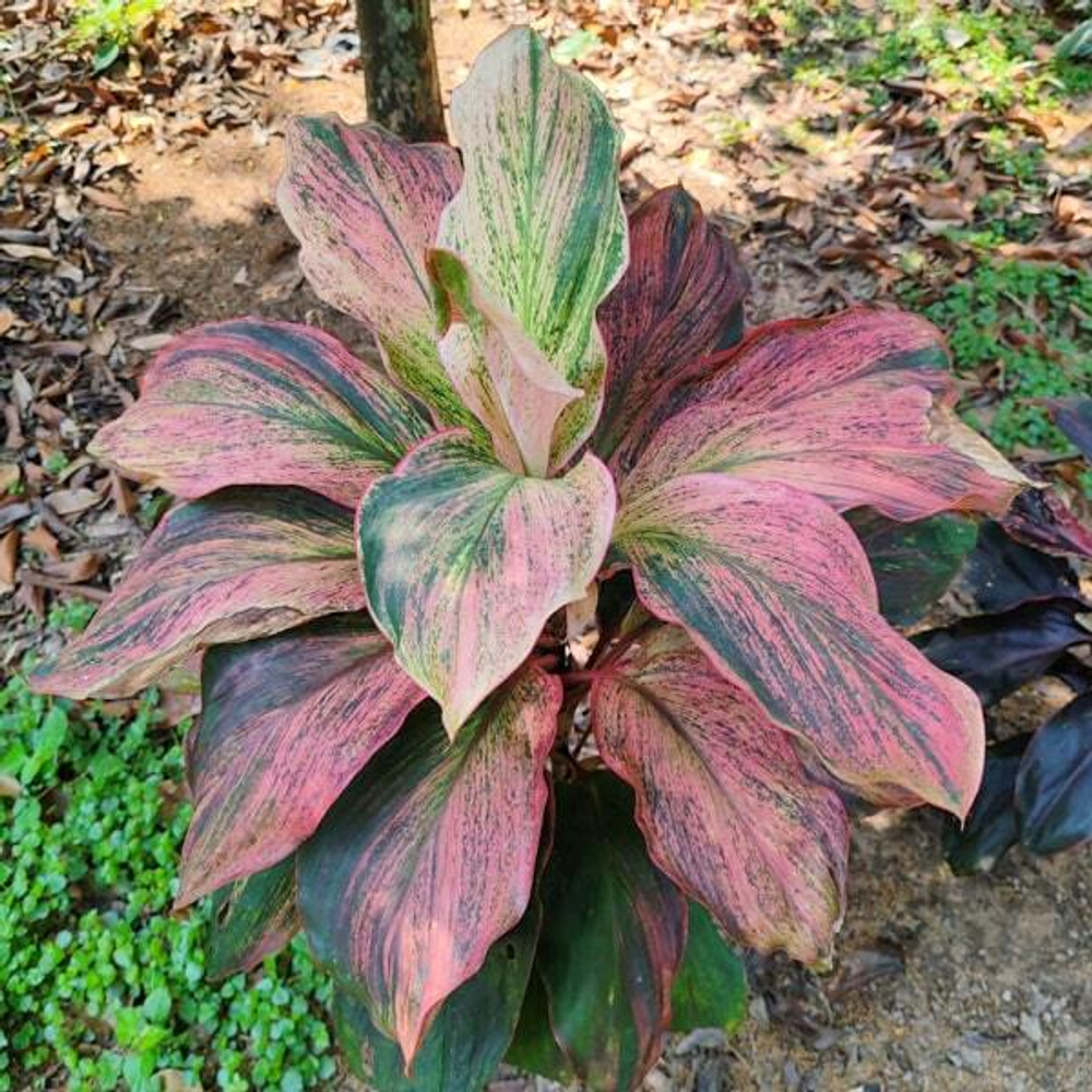 Кордилина PINK SPLASH