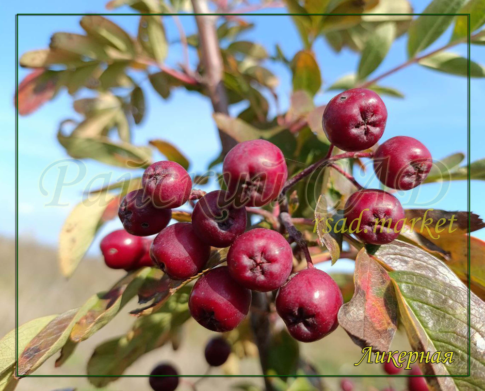 Рябина Ликерная