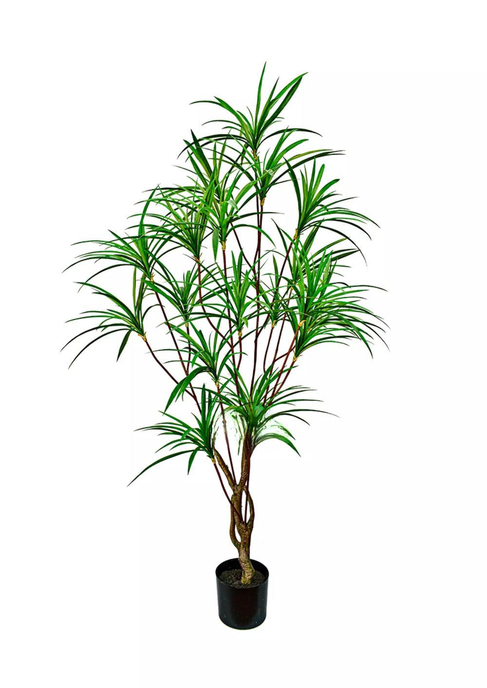 Драцена Анита 190см