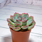 Echeveria Mystery (Эхеверия)