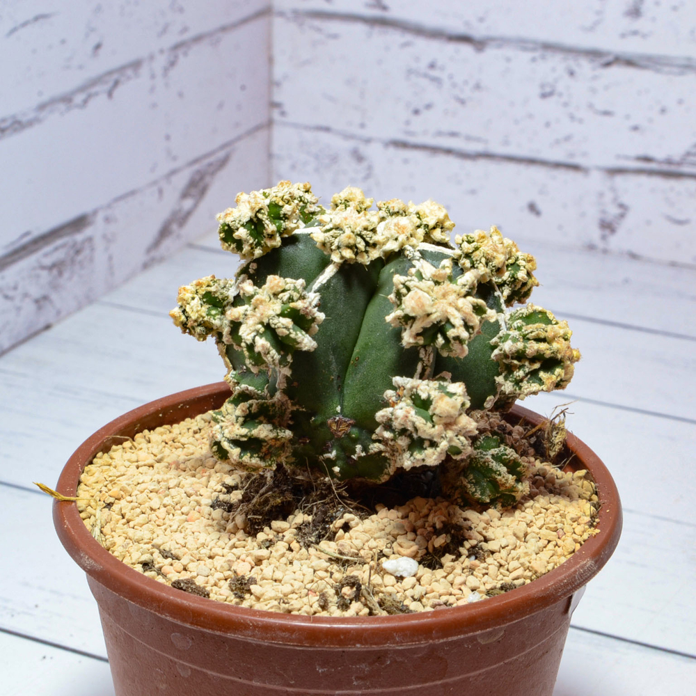 Astrophytum Myriostigma Hakujo Fukuryu (sct29594)