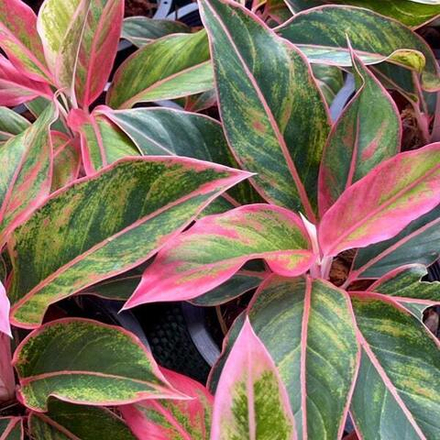 Аглаонема MEE LAEW RUAY