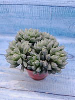 Haworthia Cooperi Pilifera (Хавортия)
