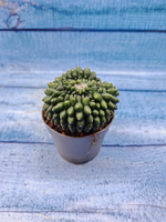 Gymnocalycium Spineless Crested form (Гимнокалициум Кристатный)
