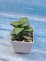 Crassula Springtime (Крассула)