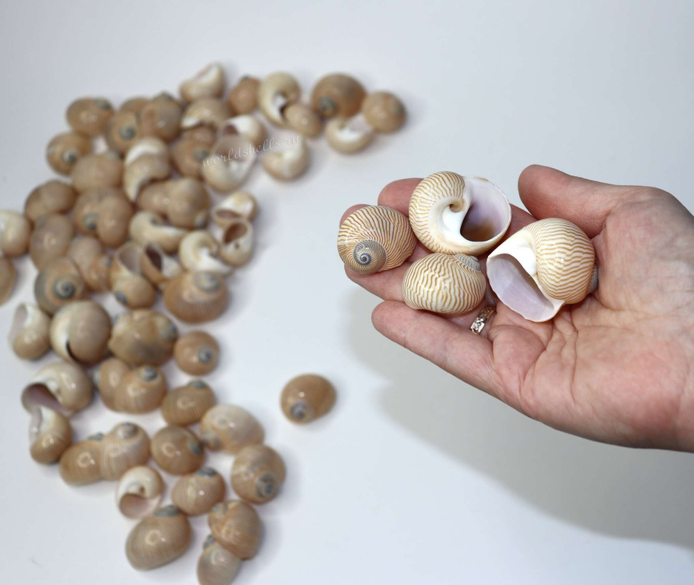 Натуральные морские ракушки для декора моссариума купить
