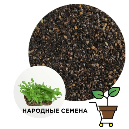 Щавель зелёный широколистный (семена)