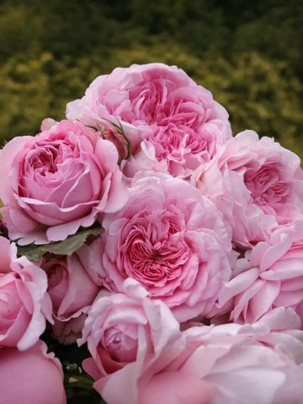 Роза шраб Александра Принцесса Люксембургская