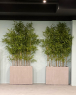 Бамбук ветка 210 см