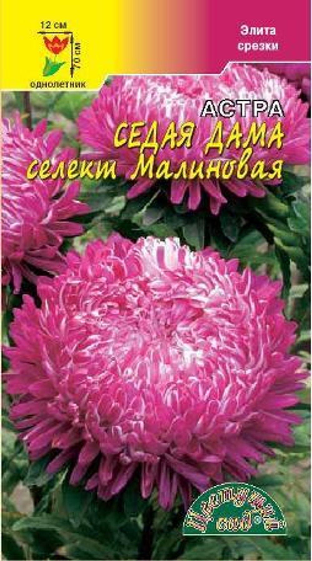 Астра Седая дама селект малиновая