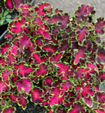 Набор колеусов 5 видов