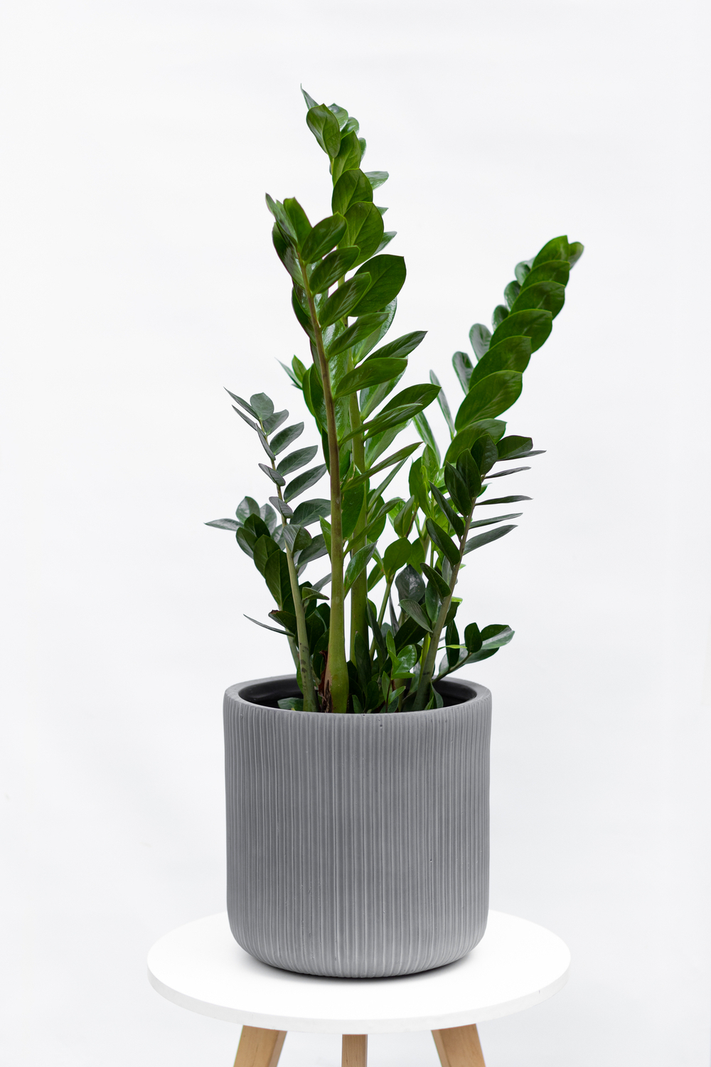 Замиокулькас (Zamioculcas zamiifolia) — растение родом из Восточной Африки, известное своей выносливостью и элегантным внешним видом.
