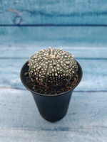 Astrophytum Asterias (Астрофитум)