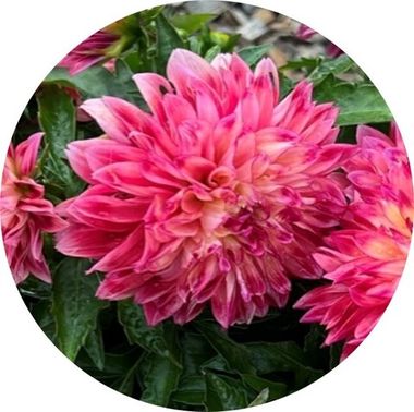 17162 Георгин CHERIE RADIANT ROSE (ВЕСНА 2025)