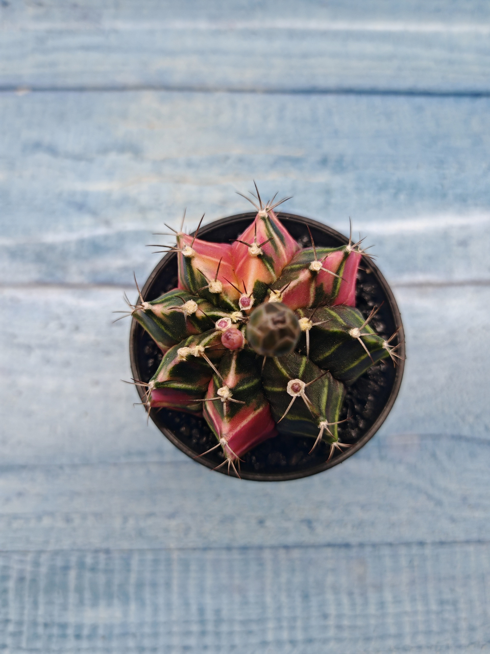 Gymnocalycium Variegata (Гимнокалициум Вариегатный)