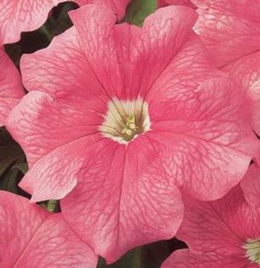 S6067 Петуния кустовая Grandiflora DREAMS SALMON 1000 шт.