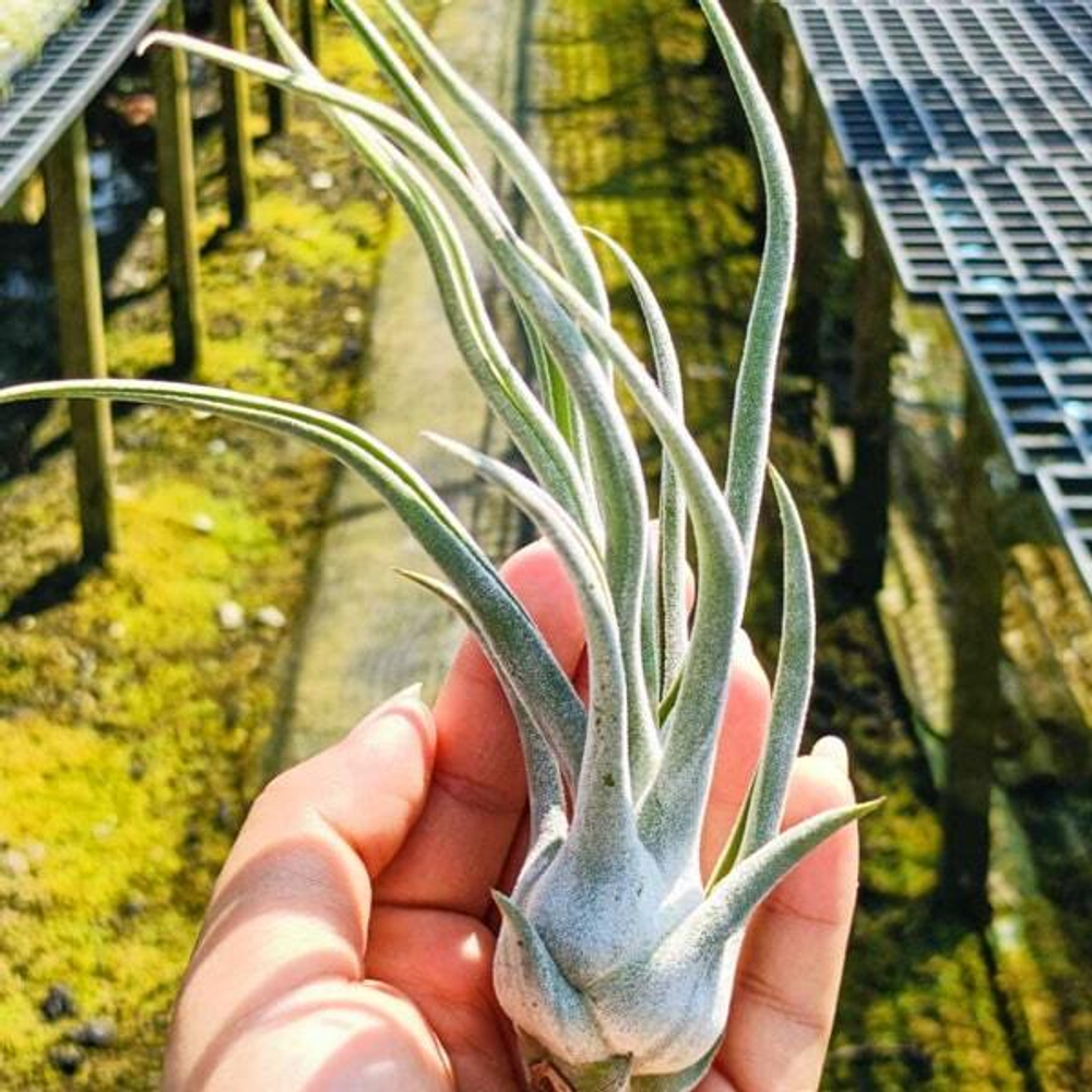 Тилландсия TY (ehlersiana x bulbosa) S
