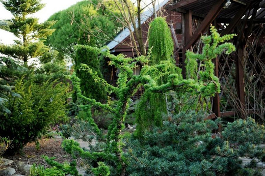 Лиственница кемпфера Диана С2 20-30 см Закупка М62 апрель-май 2026