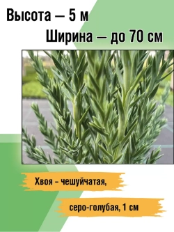 Саженец хвойных Можжевельник Блю эрроу 4 шт