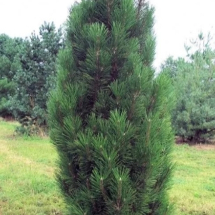 Сосна черная Грин Рокет B+S 80-100