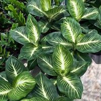 Диффенбахия