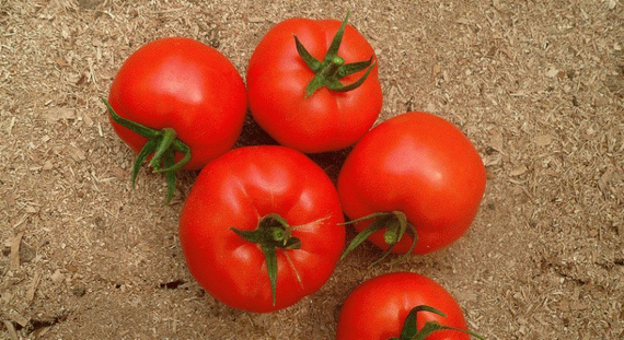 Магнус F1 семена томата полудетерминантного (Seminis / Семинис) – фото 8