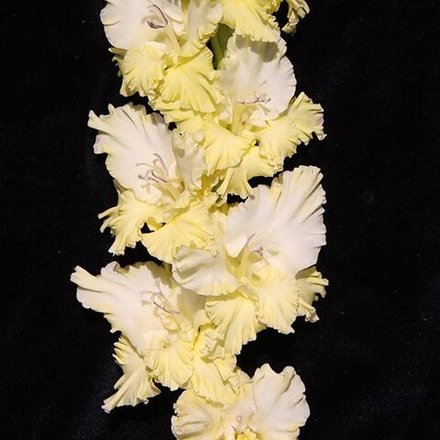 Гладиолус крупноцветковый Ажурная Вязь
