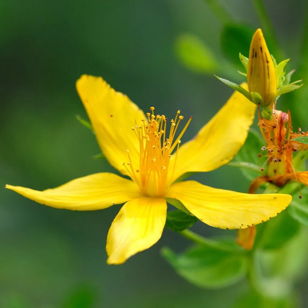 Зверобой продырявленный