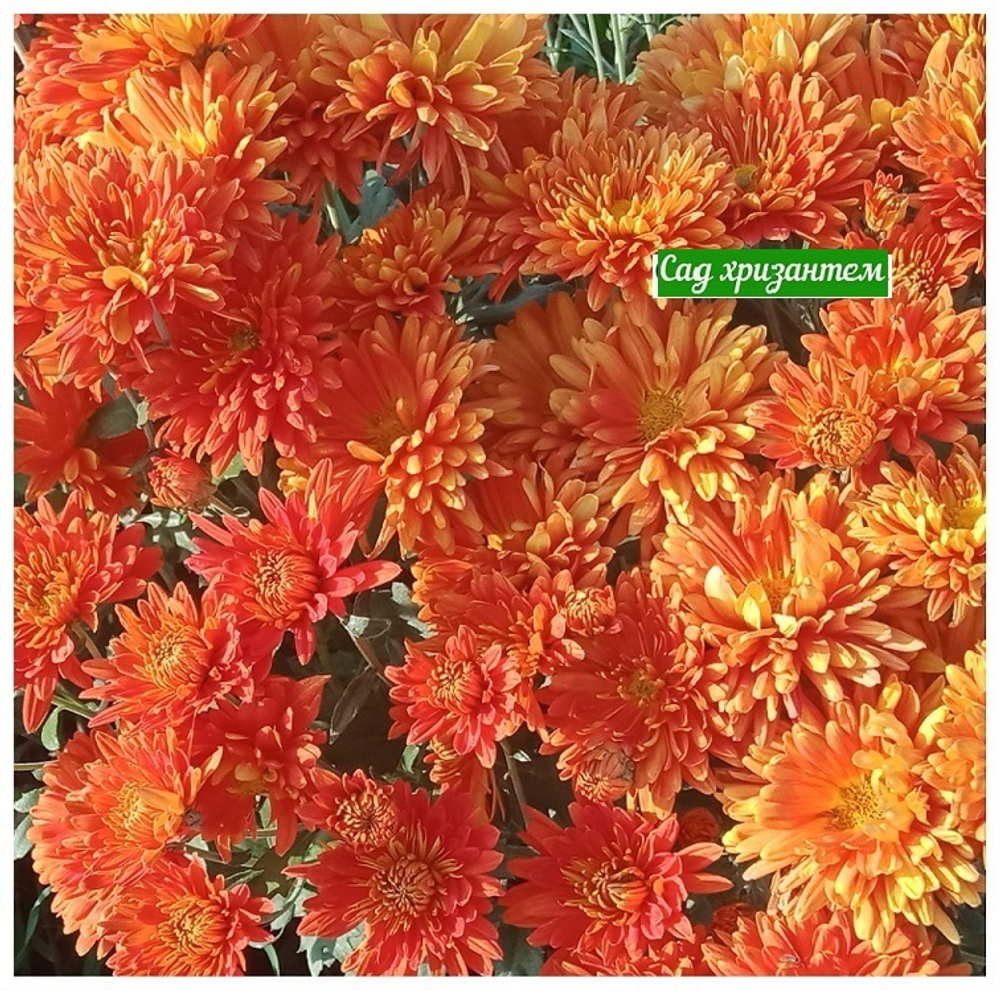 Корейская хризантема Гомпи пурле ☘ з.66 (отгрузка Май)