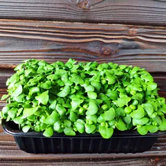 Базилик зеленый на корне (лоток) / 20 гр /РАСПРОДАЖА Базилик зеленый на корне (лоток) / 20 гр /РАСПРОДАЖА