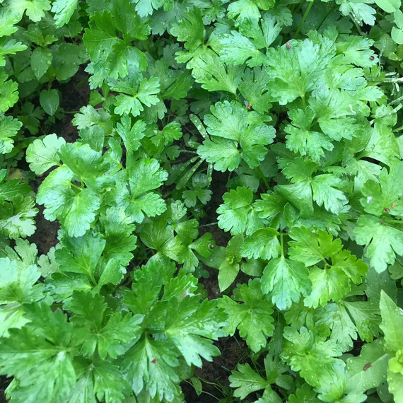 Итальянский гигант семена петрушки (Enza Zaden / ALEXAGRO) культура – фото 6