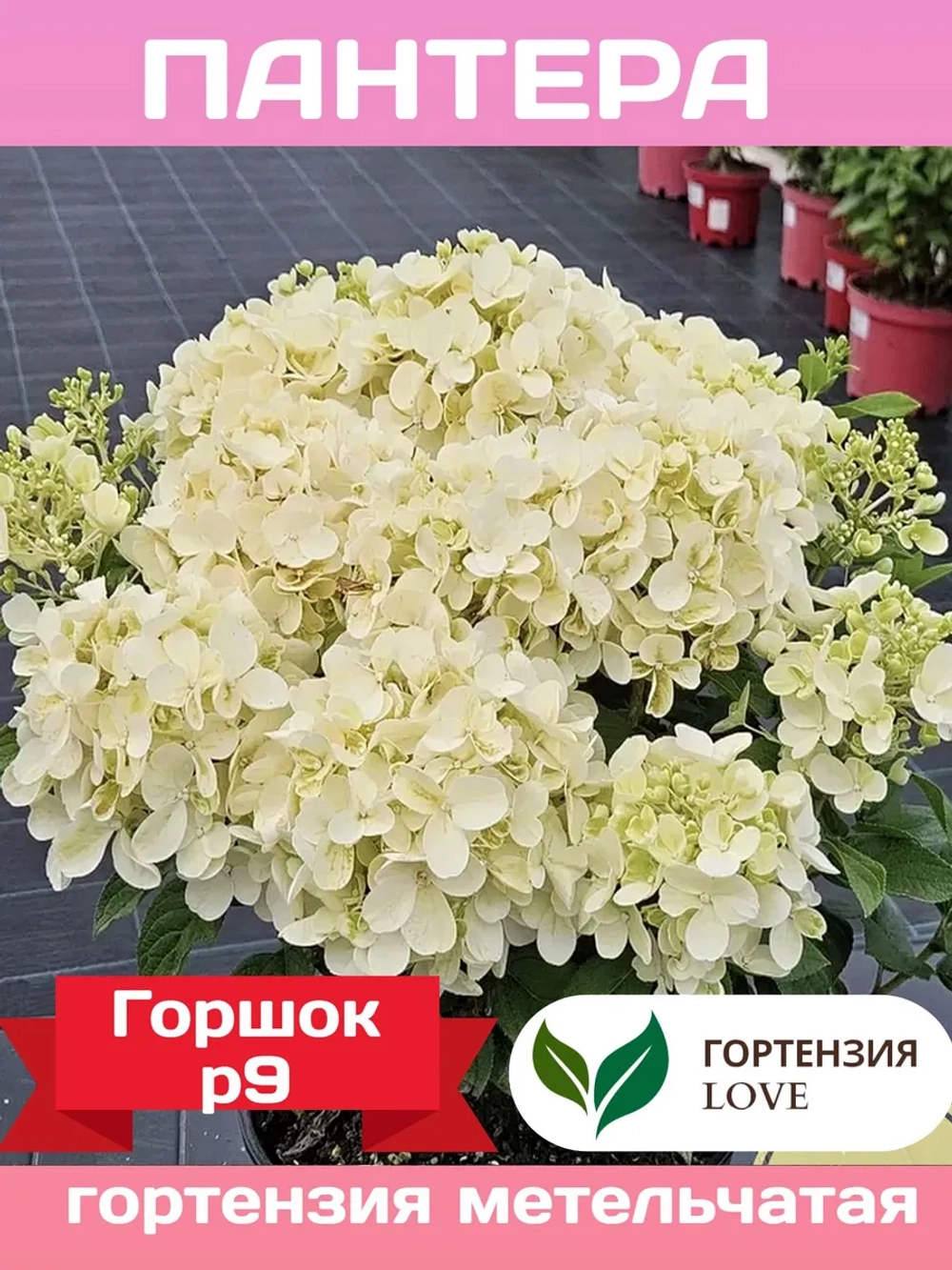 Пантера гортензия метельчатая