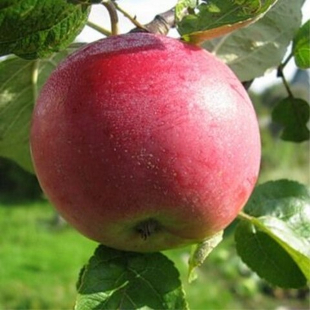 Яблоня летняя Мелба (2-летняя) п/карл.подвой ОКС