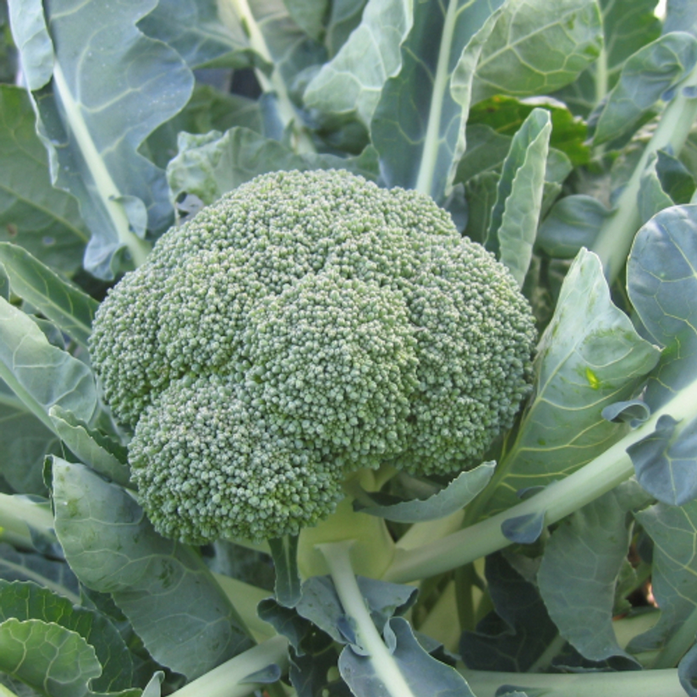 Капуста брокколи Фиеста F1 10шт Мировые Семена VITA GREEN