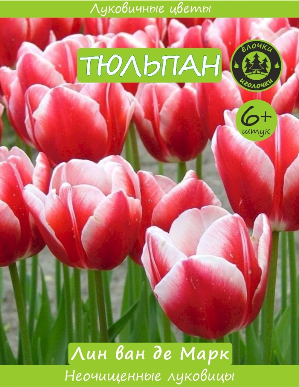 Тюльпан Луковица, Лин ван де Марк 6+ шт