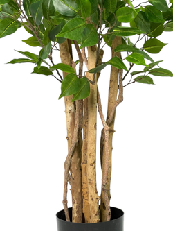 Фикус Бенджамина Новый 180 см.