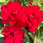 Адениум DAENG SAB JAREN