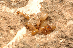 Муравьи Camponotus turkestanus original (Туркменистанский земляной муравей)
