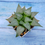 Haworthia Comptoniana Hybride hybrid (Хавортия)
