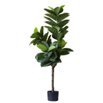 Фикус Робуста 150 см.