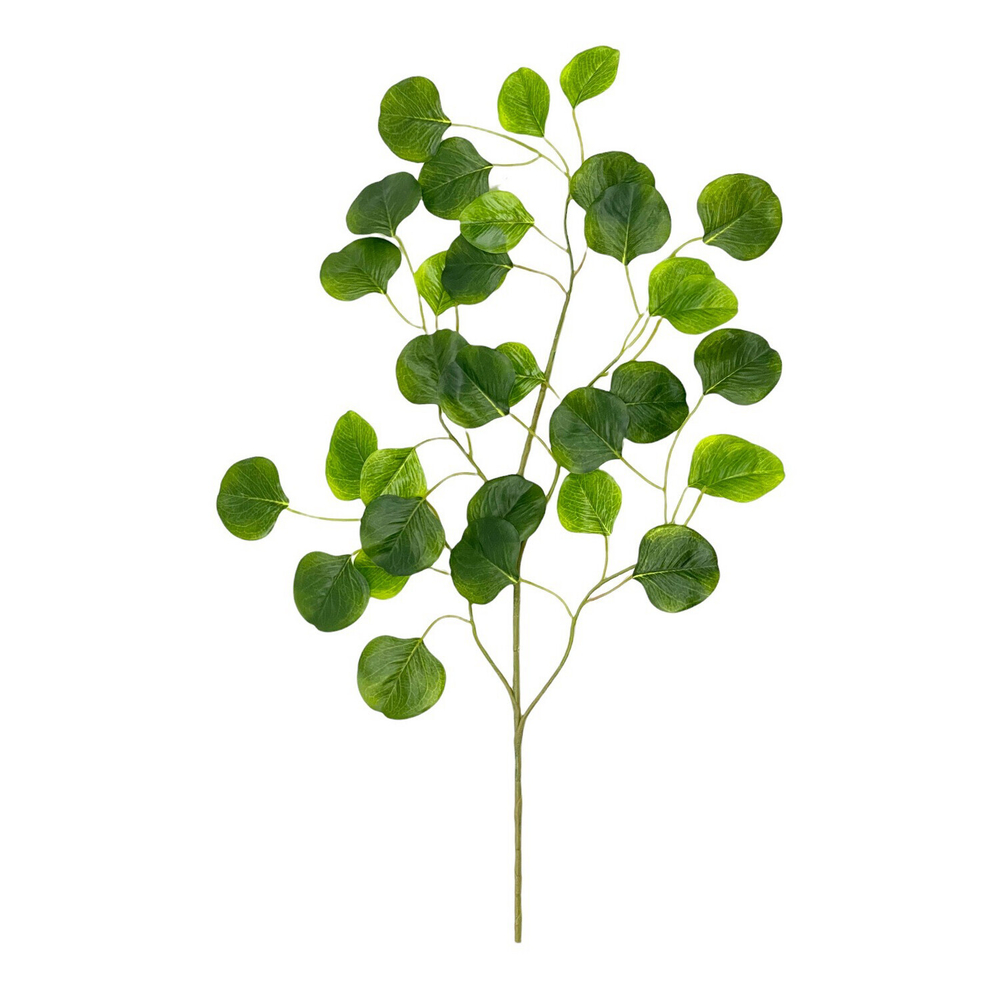 Эвкалипт популус ветка 75 см