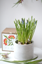 Первоцветы в бетонном кашпо с открыткой