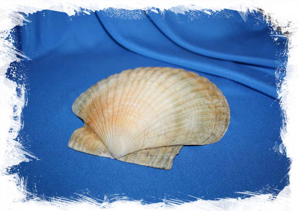Морская ракушка Гребешок для декора