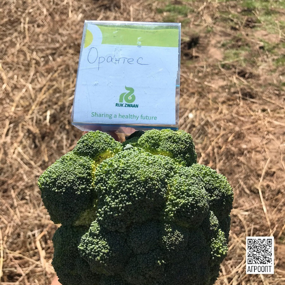 Орантес F1 семена капусты брокколи (Rijk Zwaan / Райк Цваан) в поле – фото 5