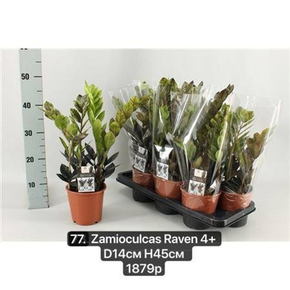 77. Замиокулькас Равен (Zamioculcas Raven) 4+ D14см Н45см