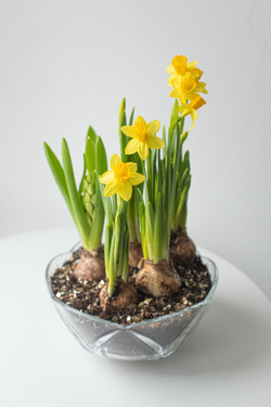 Композиция с первоцветами в вазе размер M