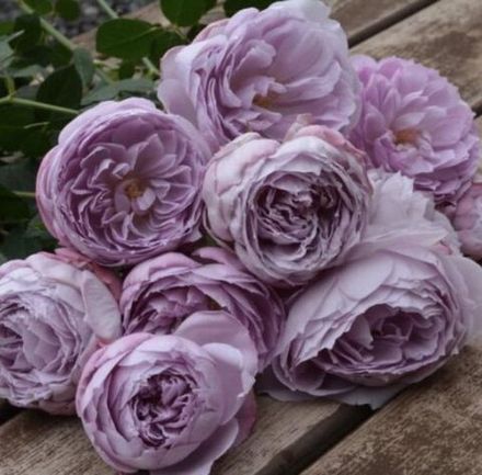 Лапис Лазули (Lapis Lazuli)